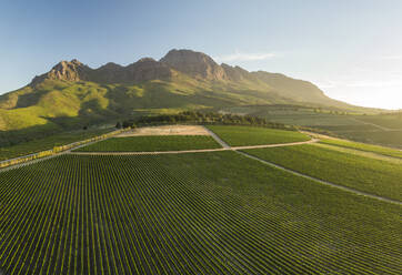 Luftaufnahme von Weinbergen in der Nähe von Stellenbosch, Westkap, Südafrika, Afrika - RHPLF22732