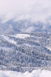 Landschaftliche Ansicht der schneebedeckten Bäume - OMIF01051