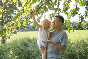 Vater trägt Tochter beim Kirschenpflücken vom Baum - SVKF00427