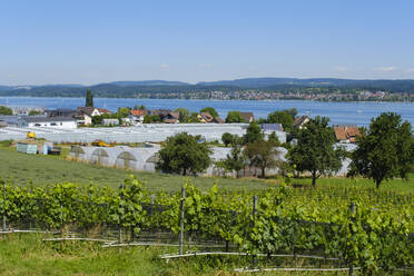 Deutschland, Baden-Württemberg, Reichenau, Sommerlicher Weinberg mit Gewächshäusern im Hintergrund - WIF04551