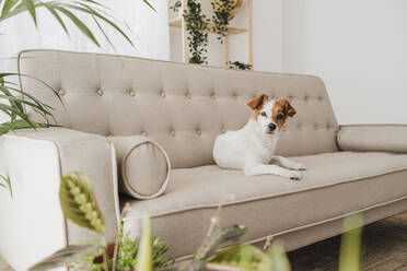 Cute dog sitting on sofa at home - EBBF05717