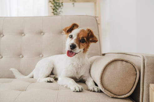 Dog panting sitting on couch at home - EBBF05721