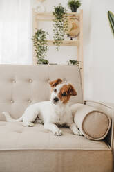 Hund sitzt zu Hause auf der Couch - EBBF05722