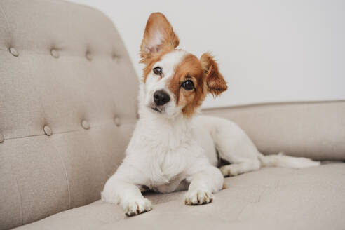 Cute dog sitting on sofa at home - EBBF05732