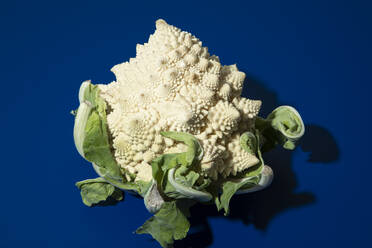 Fresh white Romanesco broccoli against blue background - ACTF00237