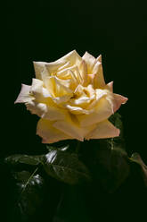 Gelbe Rose auf schwarzem Hintergrund - ACTF00240