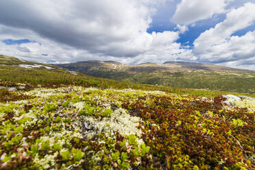 Norway, Innlandet, Landscape of Dovrefjell-Sunndalsfjella National Park - STSF03407