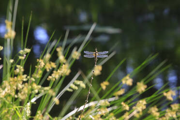 Dragonfly perching on plant stem - JTF02130