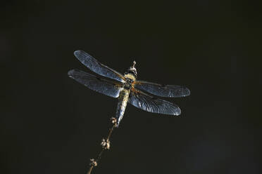 Dragonfly perching on plant stem - JTF02132