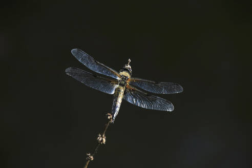 Libelle auf Pflanzenstängel sitzend - JTF02132