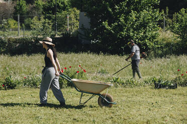 Ein Landwirt zieht eine Schubkarre mit einem Kollegen, der an einem sonnigen Tag auf einem Feld arbeitet - MRRF02292