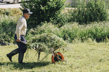 Älterer Landwirt mit Mütze, der auf einem Feld Pflanzen in einer Schubkarre schiebt - MRRF02306