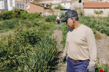 Älterer Landarbeiter mit Mütze, der an einem sonnigen Tag Pflanzen betrachtet - MRRF02310