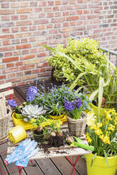 Planting of various springtime flowers in balcony garden - GWF07514