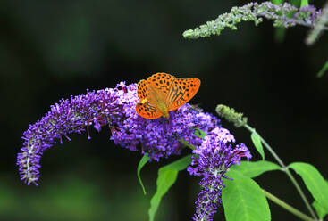 Silberfleck-Perlmutterfalter (Argynnis paphia) auf violett blühender Blüte sitzend - JTF02133