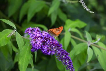 Silberfleck-Perlmutterfalter (Argynnis paphia) auf violett blühender Blüte sitzend - JTF02134