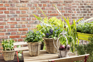 Frühlingsblumen im Balkongarten angebaut - GWF07516