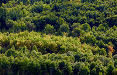 Luftaufnahme eines grünen Waldes im Schwarzwald - JTF02139