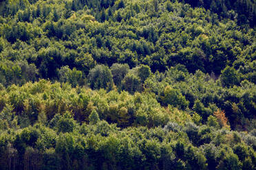 Luftaufnahme eines grünen Waldes im Schwarzwald - JTF02140