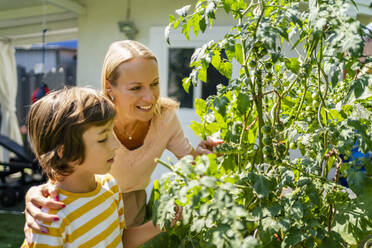 Mutter und Sohn pflücken Tomaten von der Pflanze im Garten - DIGF18616