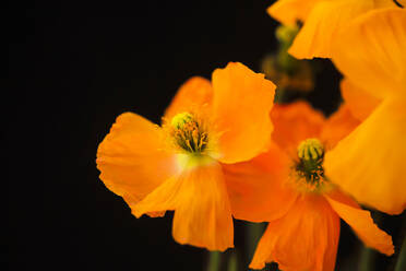 Heads of vibrant orange blooming poppies - JTF02144