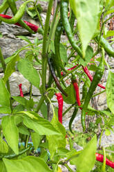 Red chili peppers growing in vegetable garden - NDF01498