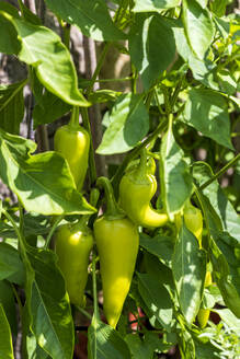 Bananenpaprika im Gemüsegarten - NDF01500