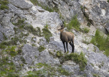 Gämse (Rupicapra rupicapra) auf einem Felsen stehend - ZCF01082