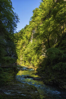 Slowenien, der Fluss Radovna fließt durch die Vintgar-Schlucht im Triglav-Nationalpark - ABOF00803