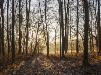 Kahle Herbstbäume im Oberpfälzer Wald bei Sonnenaufgang - HUSF00269