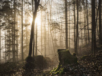 Bare autumn trees in Upper Palatine Forest at foggy sunrise - HUSF00271