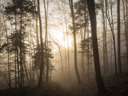 Kahle Herbstbäume im Oberpfälzer Wald bei nebligem Sonnenaufgang - HUSF00272