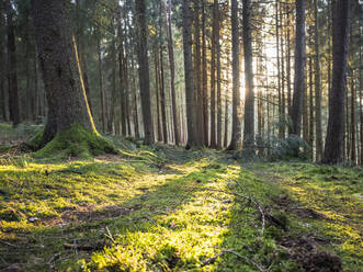 Oberpfälzer Wald bei Sonnenaufgang - HUSF00274