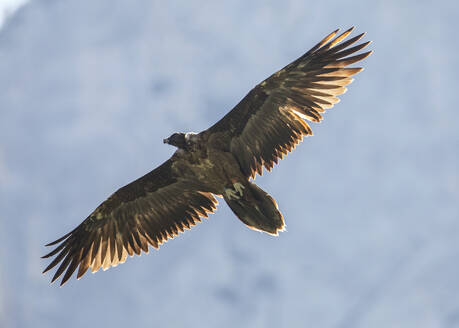 Bartgeier (Gypaetus barbatus) im Flug - ZCF01083