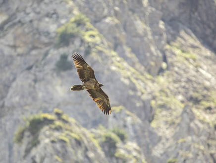 Bartgeier (Gypaetus barbatus) im Flug - ZCF01084