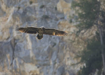 Bartgeier (Gypaetus barbatus) im Flug - ZCF01085