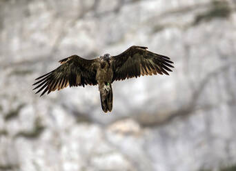 Bartgeier (Gypaetus barbatus) im Flug - ZCF01086