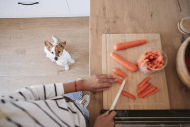 Hund schaut Frau an, die zu Hause an der Küchentheke Karotten schneidet - EBBF05874