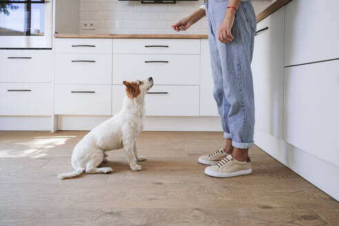 Hund schaut sich das Essen in der Hand einer Frau zu Hause an - EBBF05877