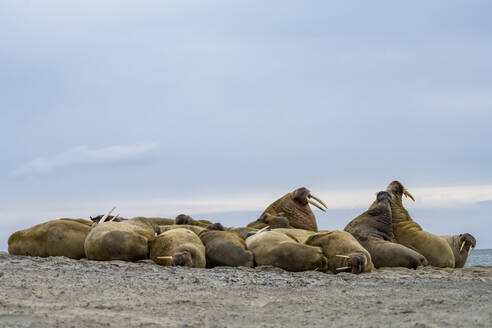 Walross-Kolonie (Odobenus rosmarus) in Svalbard - TOVF00317