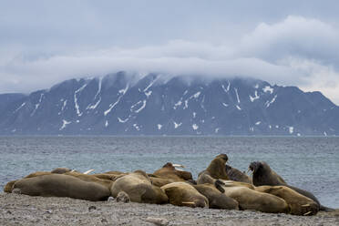 Walross-Kolonie (Odobenus rosmarus) in Svalbard - TOVF00318