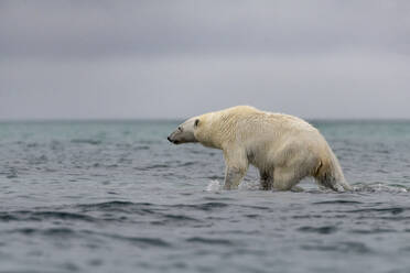 Eisbär (Ursus maritimus) bei der Jagd im Arktischen Ozean - TOVF00322