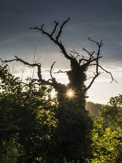 Sonnenuntergang hinter altem Baum im Oberpfälzer Wald - HUSF00278