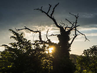 Sonnenuntergang hinter altem Baum im Oberpfälzer Wald - HUSF00279