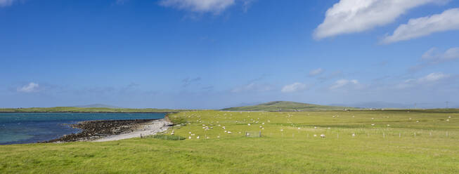 UK, Scotland, Panoramic view of flock of sheep grazing on grassy coastline of Outer Hebrides - HUSF00293