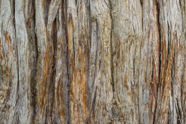 Bark of incense cedar (Calocedrus decurrens) - WIF04557