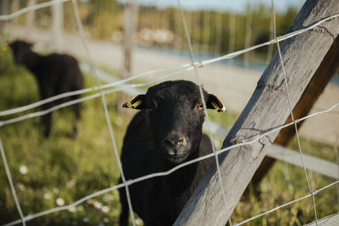 Black goat seen through fence at meadow - ACPF01437