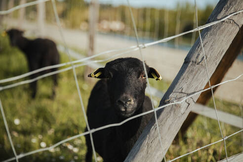 Schwarze Ziege durch den Zaun auf der Wiese gesehen - ACPF01437