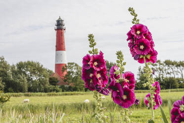 Deutschland, Schleswig-Holstein, Pellworm, Rosafarbene Frühlingsblumen mit dem Leuchtturm von Pellworm im Hintergrund - KEBF02369