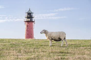 Deutschland, Schleswig-Holstein, Pellworm, Schafe vor dem Leuchtturm Pellworm - KEBF02372